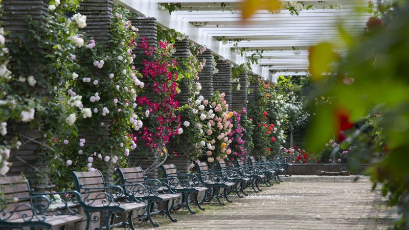 ikuta rose garden ikuta rose garden